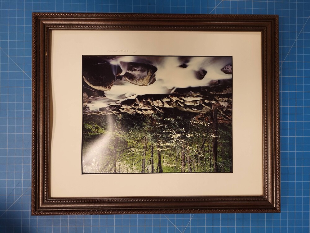 Thomas J Styczynski Dogwood White Mts New Hampshire Framed Art Print Landscape